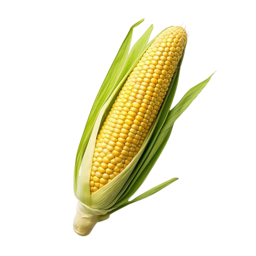 American Corn Kernel
