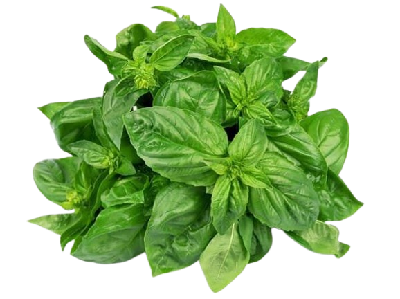 Basil Leaves