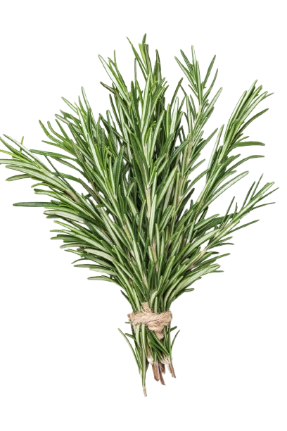 Fresh Rosemary