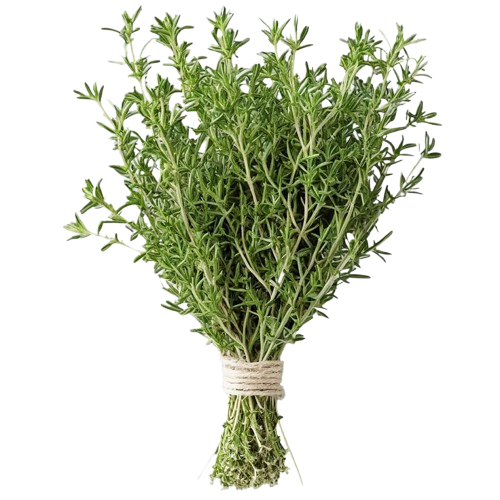 Fresh Thyme