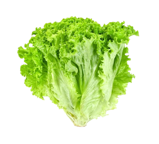 Green Lettuce
