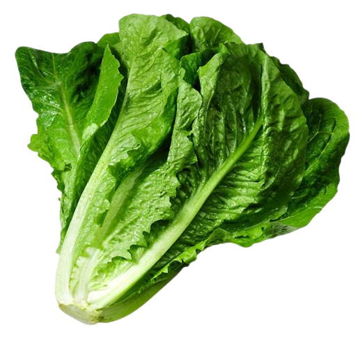 Romaine Lettuce